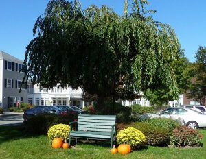 green bench with pumpkins on either side