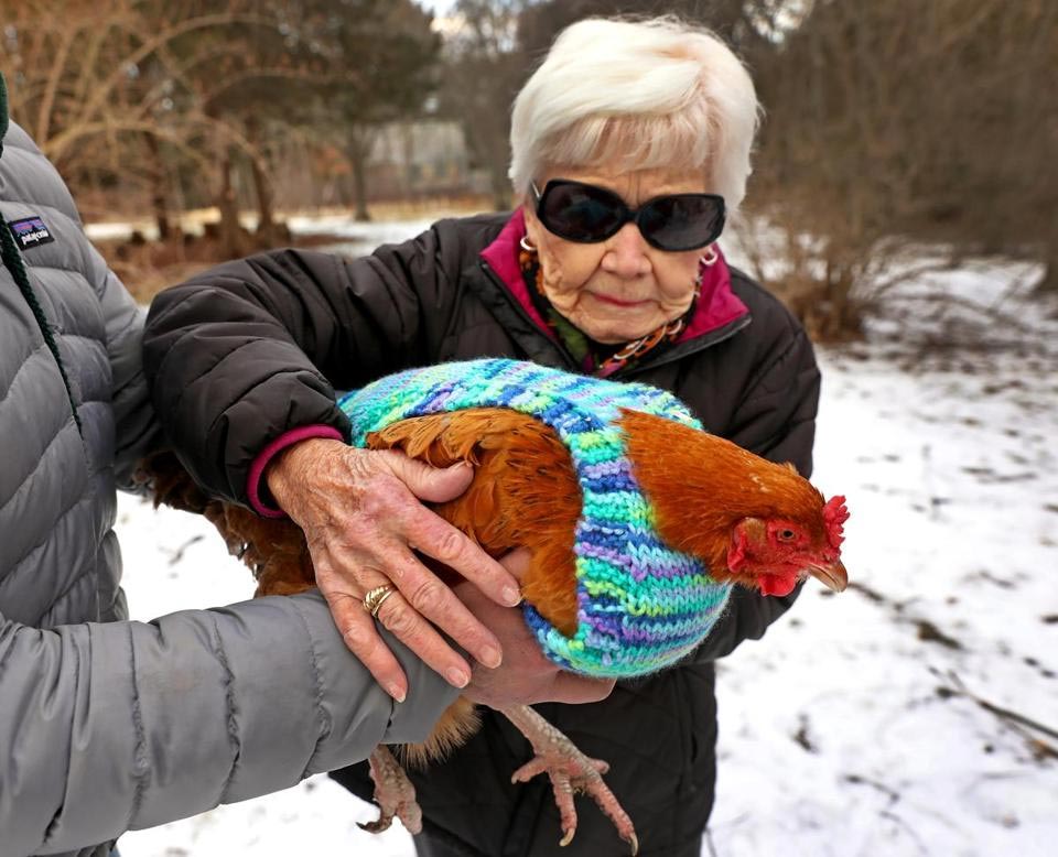 woman holding a chicken wearing a knit sweater
